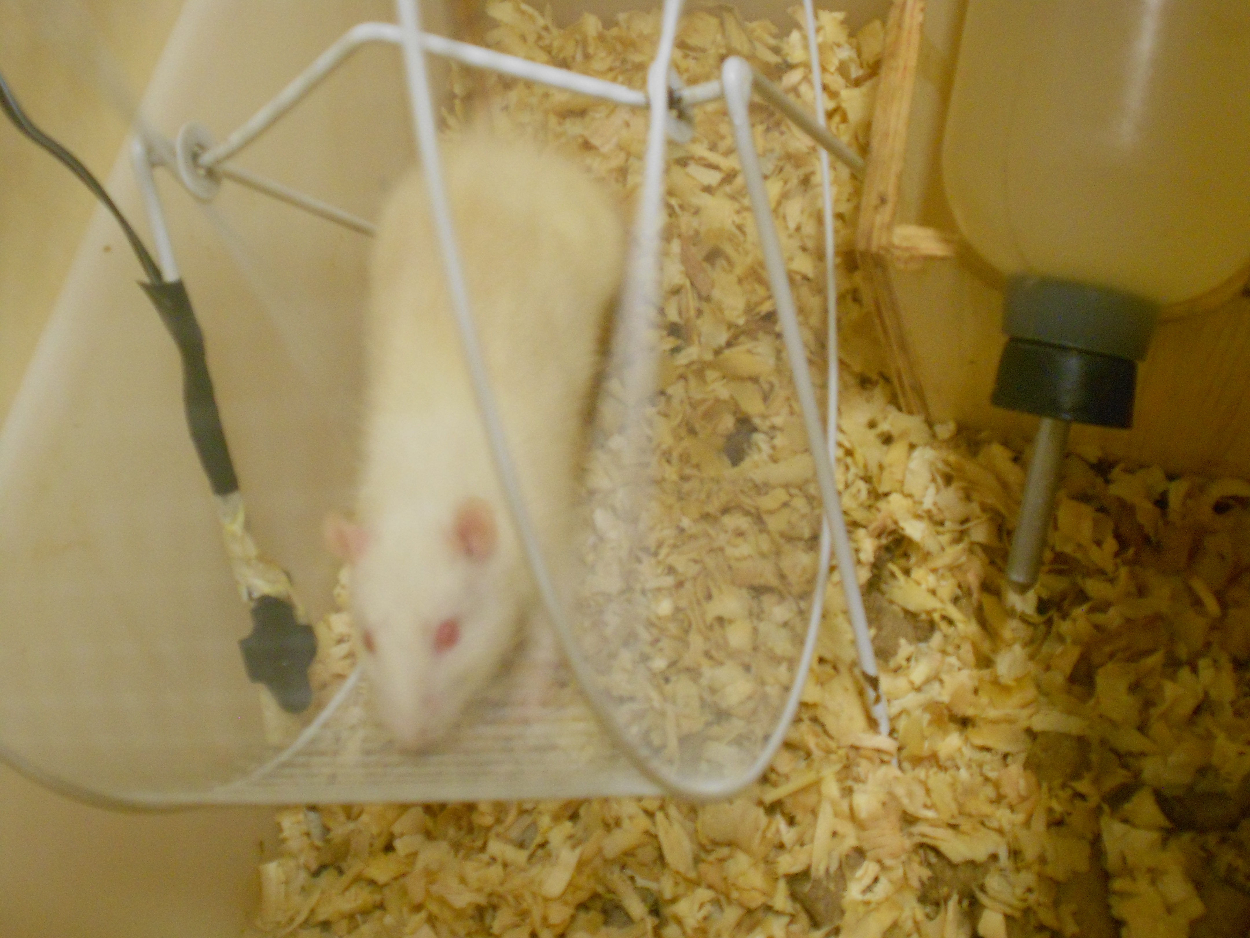 Rato Gigante - Disciplina - Ciências
